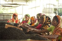 Sorting Tea