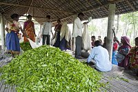 Weighing Tea