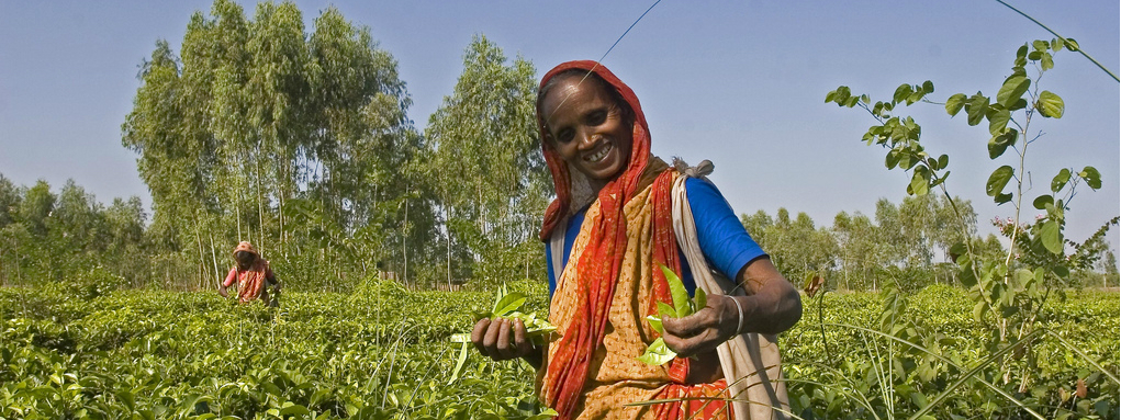 Where did tea come from deals