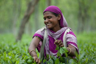 Tea Plucking